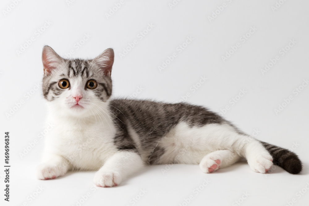 Scottish Straight kitten bi-color spotted lying against a white background