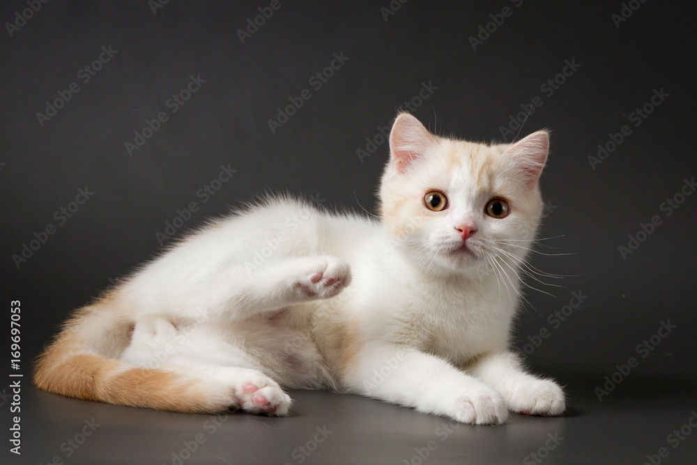 Cute red and white Scottish Straight kitten lying on the dark gray background