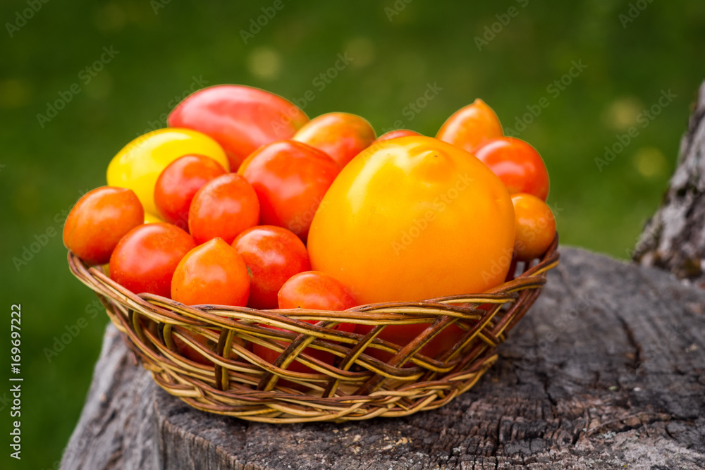 Vegetables on a grass bowl in the garden. Healthy food, tomatoes, cucumbers Vegetables on a grass bowl in the garden. Healthy food, tomatoes, cucumbers