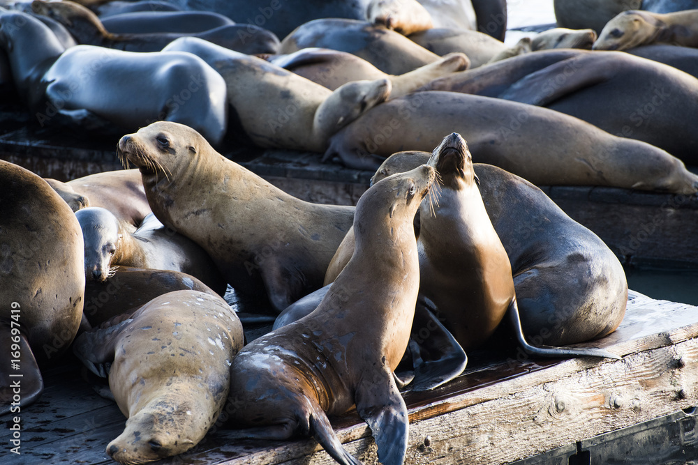 Fototapeta premium Sea Lions