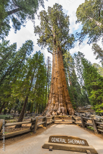 General Sherman Giant Sequoia