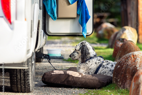 Fototapeta Naklejka Na Ścianę i Meble -  White spotted dog in harness and leash resting on dog bed outside a mobile home at a resting area.