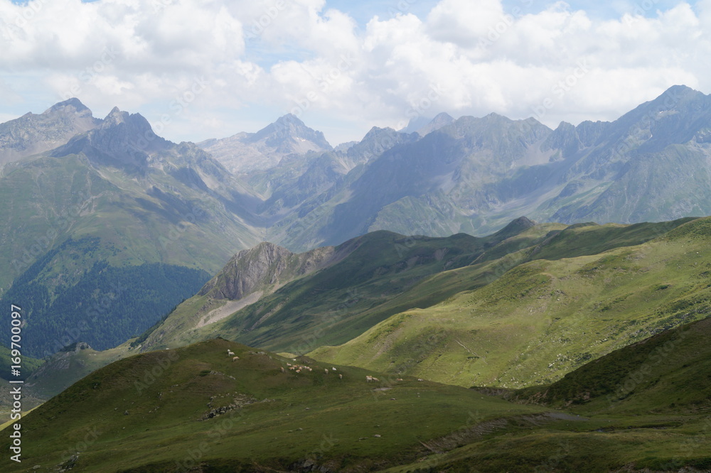 Fototapeta premium vaches, Pyrénées, montagne, Gabas, ossau, beauté, amour, animaux