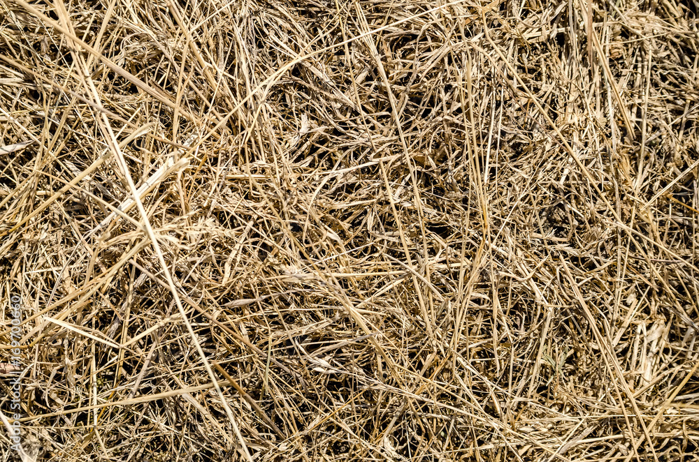 Long dry grass as background