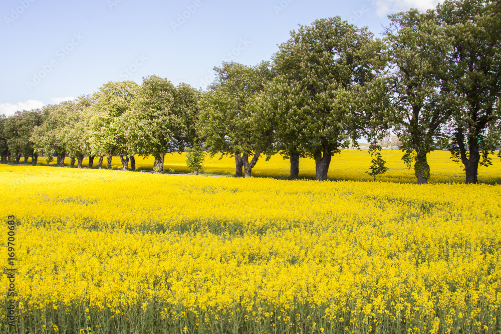 Fotobehang Oranje zacht landschap #169700683