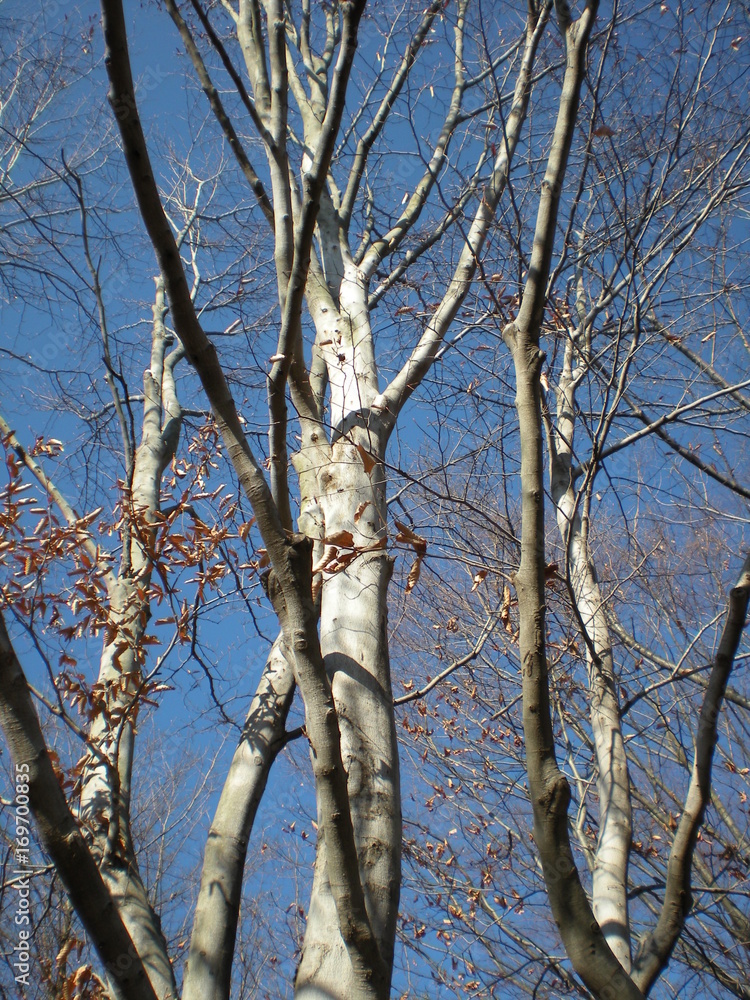 Fototapeta premium 東京郊外の白樺white birches_in_Tokyo
