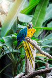 Great blue-yellow macaw sitting on the branch.