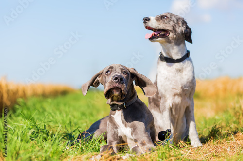 great dane puppy and an Australian Shepherd on a country path