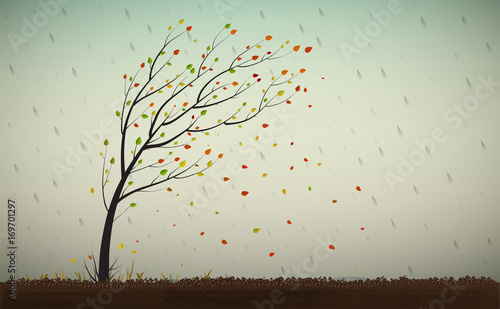 autumn tree defoliation photo