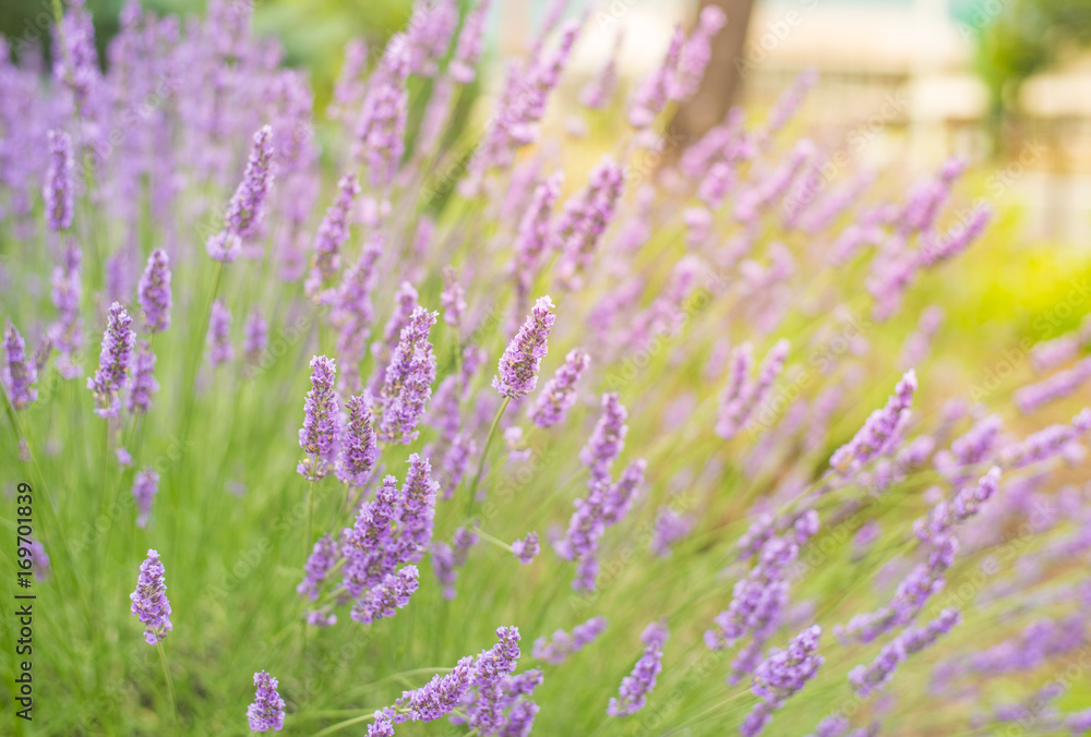 Fototapeta premium Beautiful purple lavender field in Oishi park, Kawaguchiko, Japan.