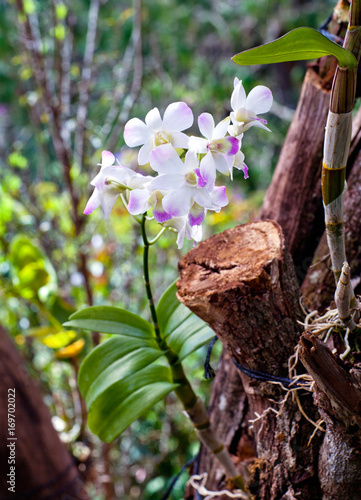 Beautiful hybrid dendrobium orchid flower branch
