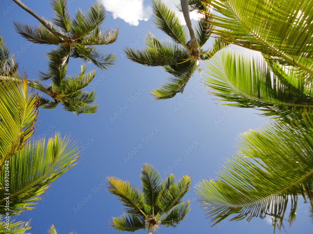 tropical island motif, palms at noon shot from a beachside on Domenican republic, great background tropical island motif, palms at noon shot from a beachside on Domenican republic, great background