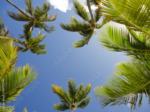 tropical island motif, palms at noon shot from a beachside on Domenican republic, great background photo