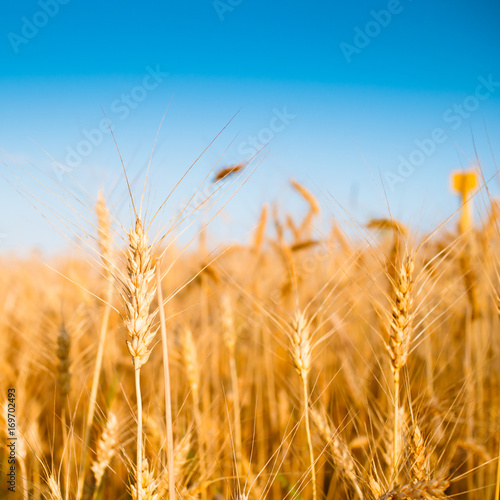 Image of wheat spikelets in field