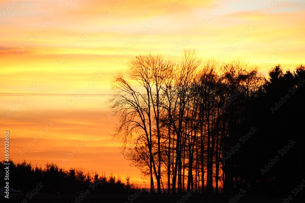 some black trees in front of an orange, golden sunset some black trees in front of an orange, golden sunset