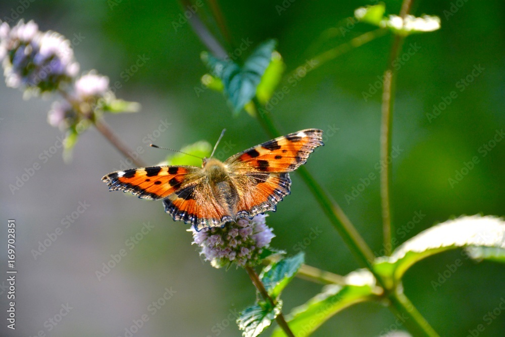 Schmetterling auf Pfefferminze Schmetterling auf Pfefferminze