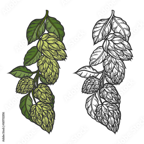 Beer hop illustration color and monochrome version on white background. Design element for logo, label, emblem, sign. Vector illustration
