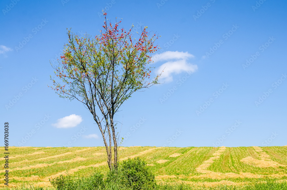 Obraz premium Wild cherry plum or Prunus cerasifera tree
