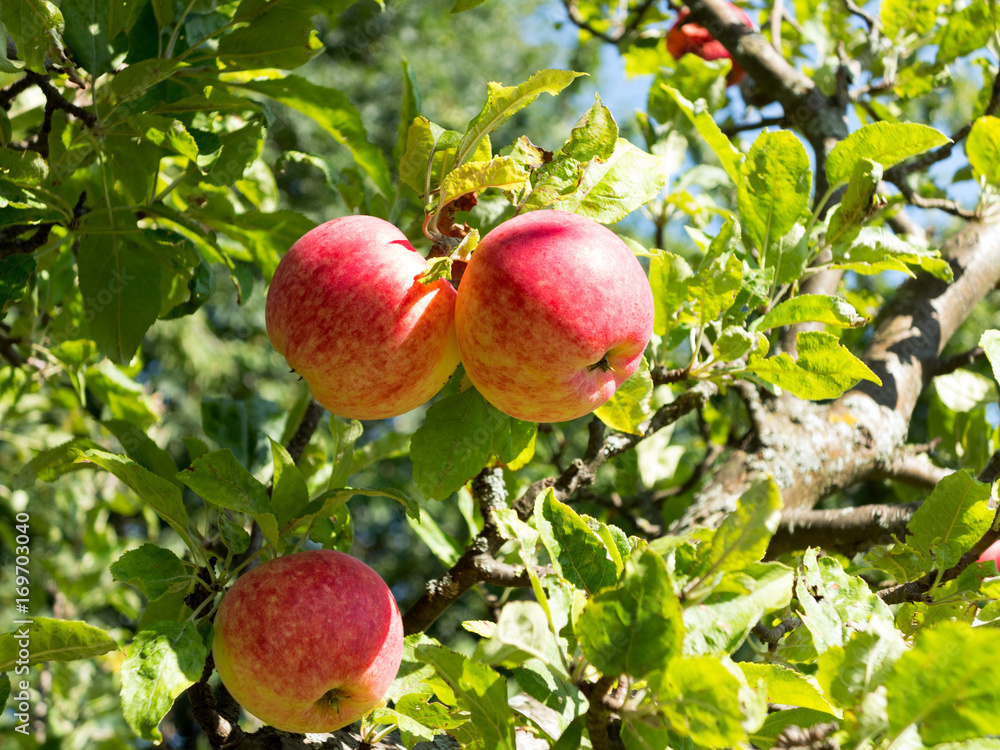 Ast eines steirischen Apfelbaumes mit rotbackigen Äpfeln Ast eines steirischen Apfelbaumes mit rotbackigen Äpfeln