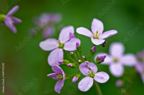 Blumen im Frühling