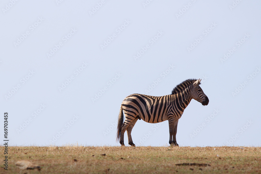 Naklejka premium Zebra against a blue sky