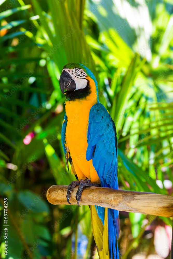Obraz premium Parrot in Bali Island Indonesia