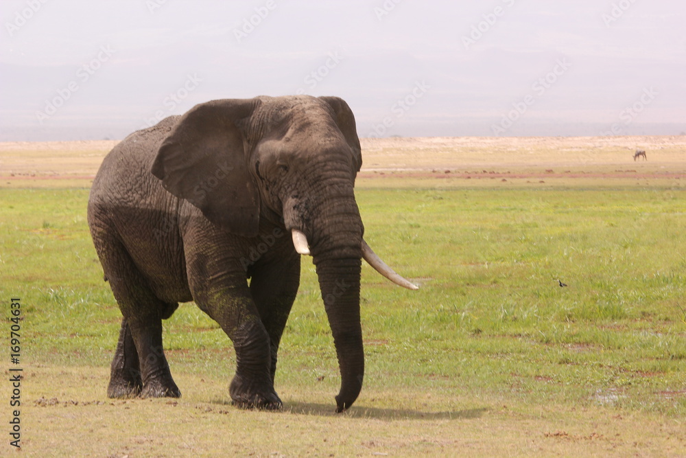Obraz premium Kenya Wildlife