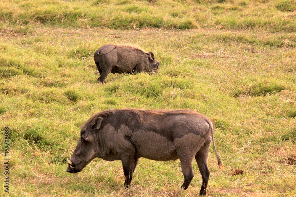 Fototapeta premium Kenya Wildlife