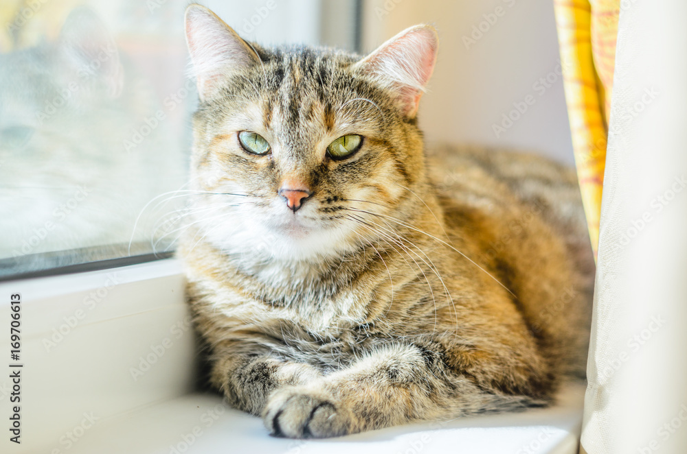 Portrait of a domestic cat on a white windowsill. Lazy cat lays near the window