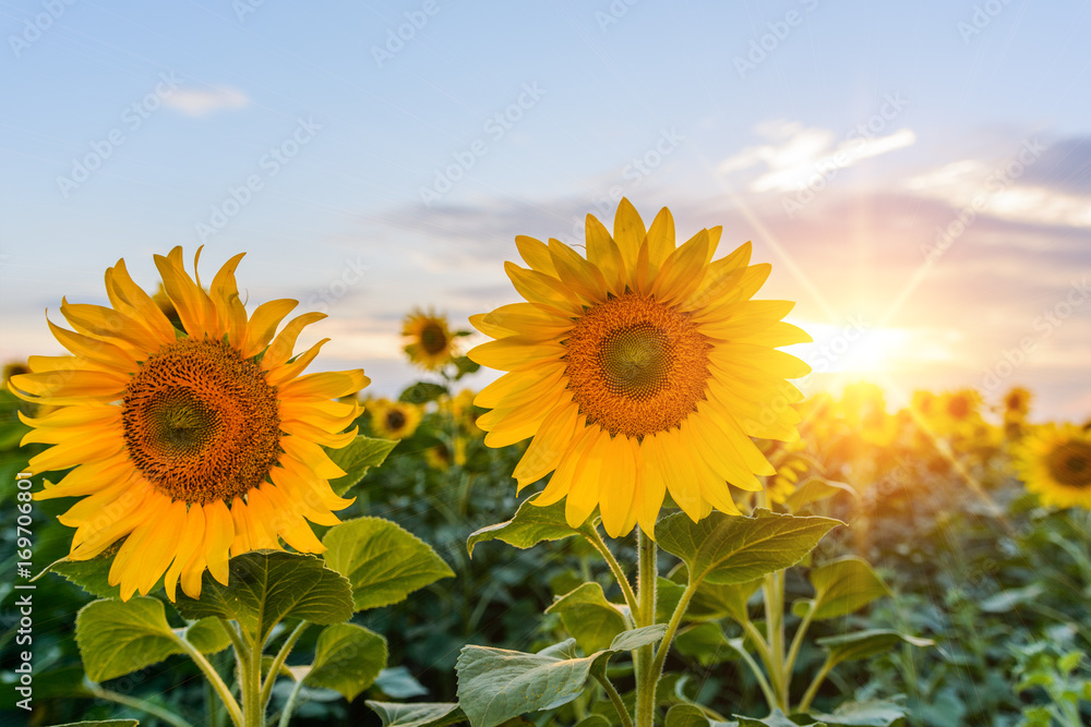 Obraz premium Bright yellow, orange sunflower flower on sunflower field