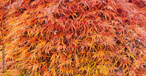 Japanischer Ahorn mit orangefarbigem Herbstlaub