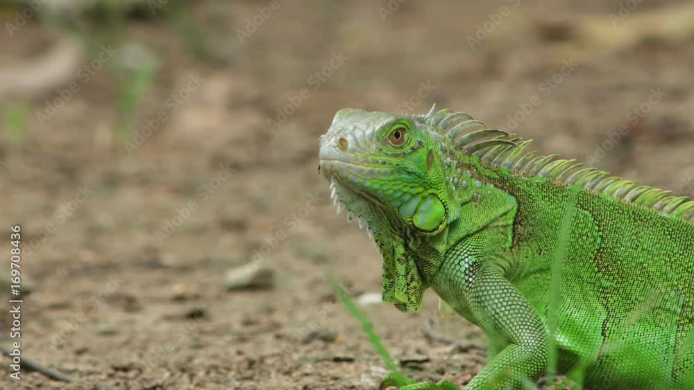 Green Iguana walking in nature. Green Iguana walking in nature.