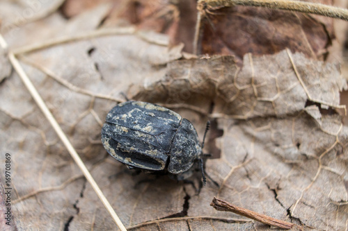 Carrion Beetle in leaves photo