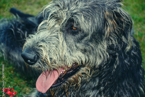 Portrait of beautiful grey Irish wolfhound dog posing in the garden. Close up of happy gray and black dog © lukasbeno