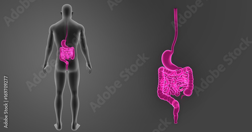 Stomach and intestine zoom with body posterior view