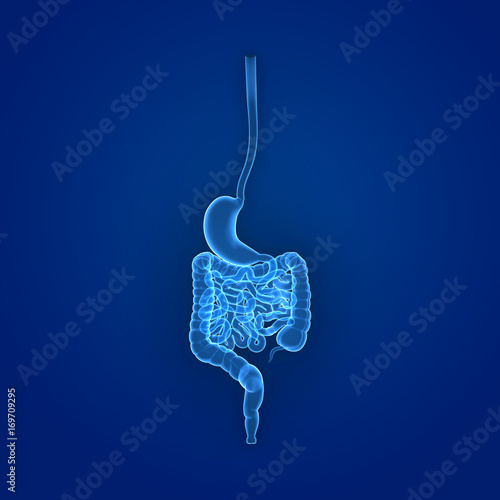 Stomach and intestine posterior view