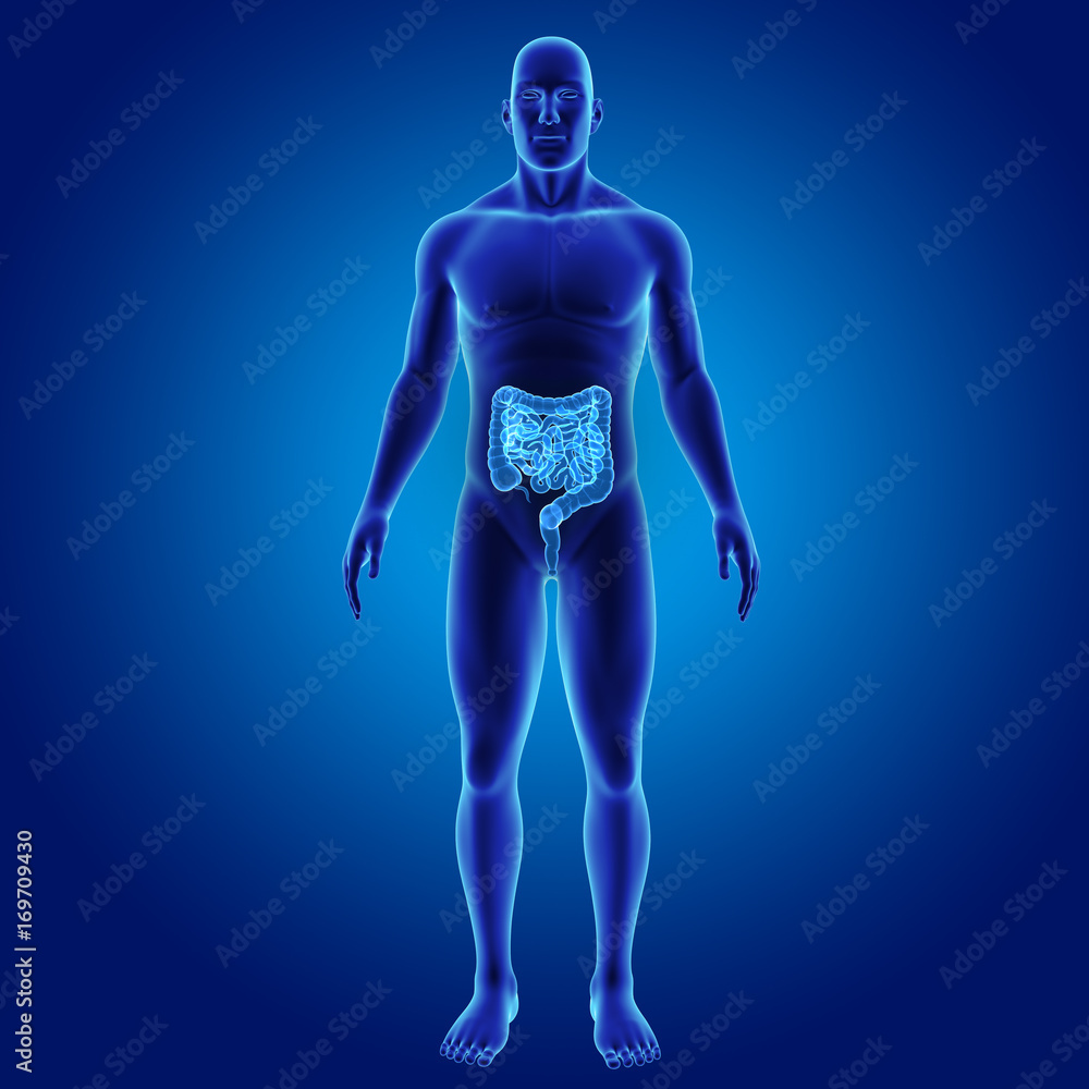 Intestine with body anterior view Intestine with body anterior view
