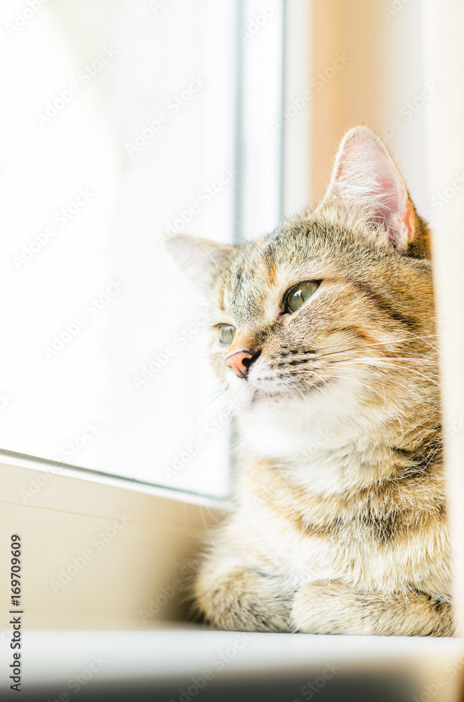 Portrait of a domestic cat on a white windowsill. Important cat concept