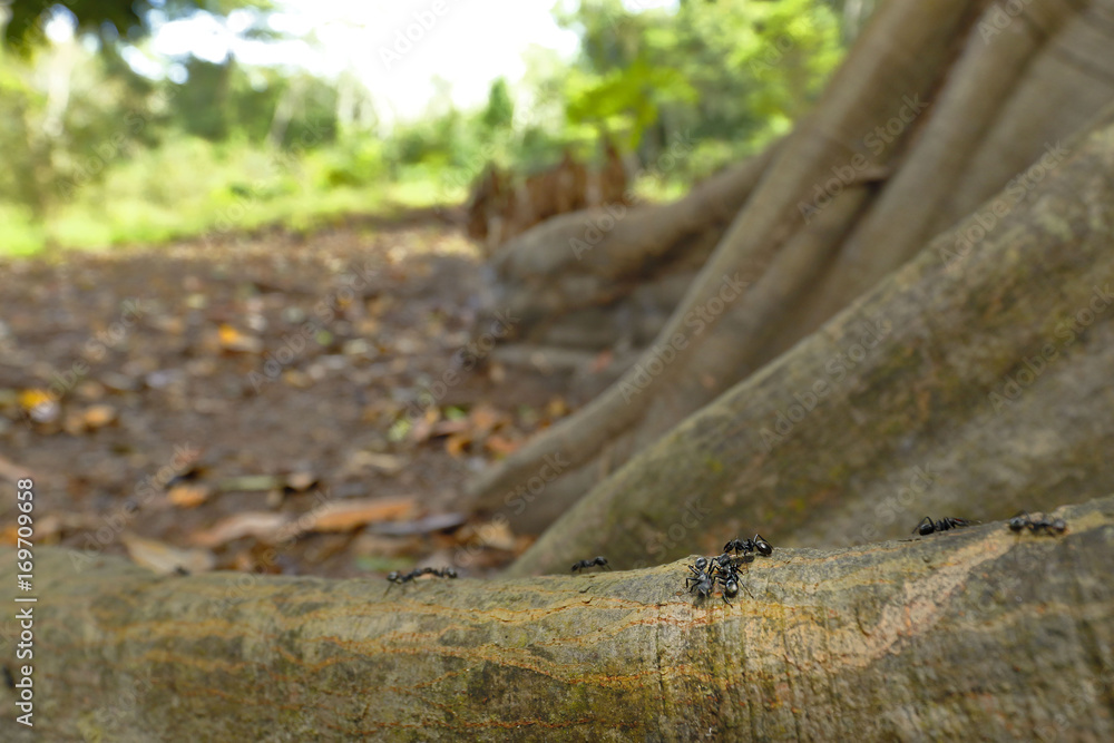 Obraz premium Hormiga bala (Paraponera clavata)