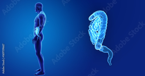 Intestine zoom with organs lateral view