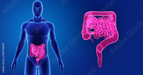 Quadro su tela Intestine zoom with body anterior view
