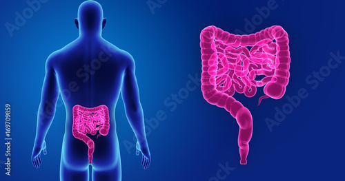 Intestine zoom with body posterior view