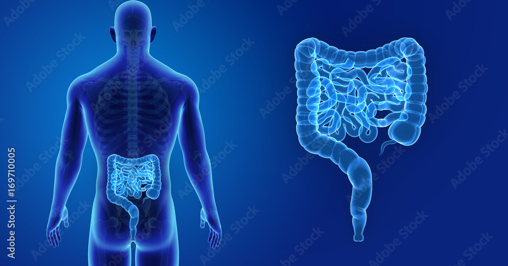 Intestine zoom with skeleton posterior view Intestine zoom with skeleton posterior view