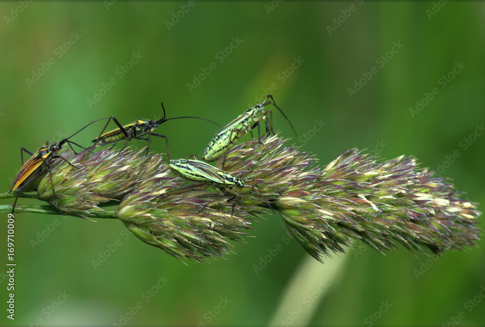 Fototapeta premium Crawled on the straw