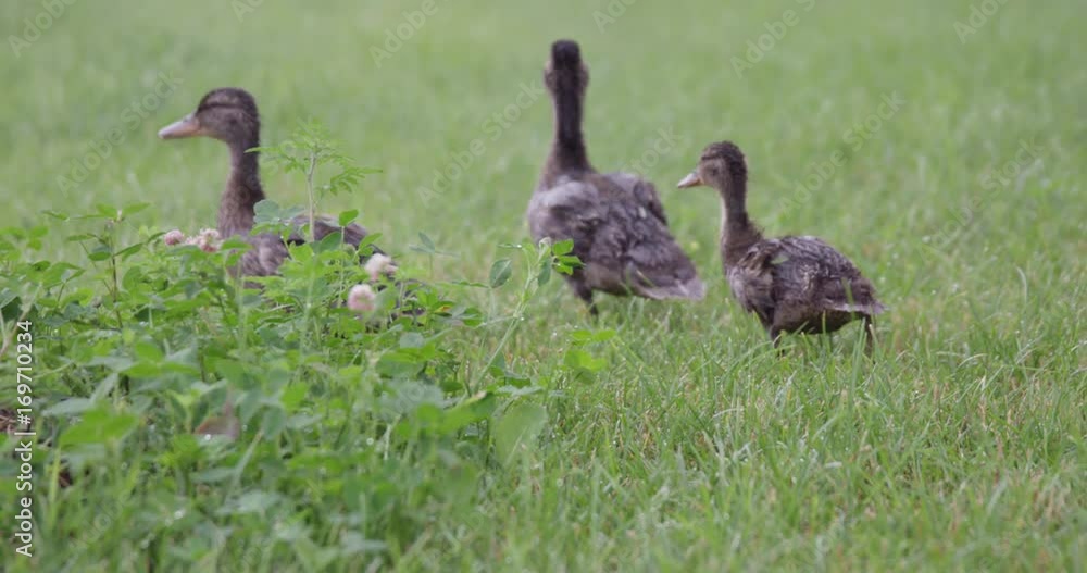 three ducks walking away from camera quacking three ducks walking away from camera quacking