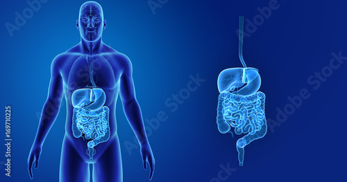 Digestive system zoom with organs anterior view photo