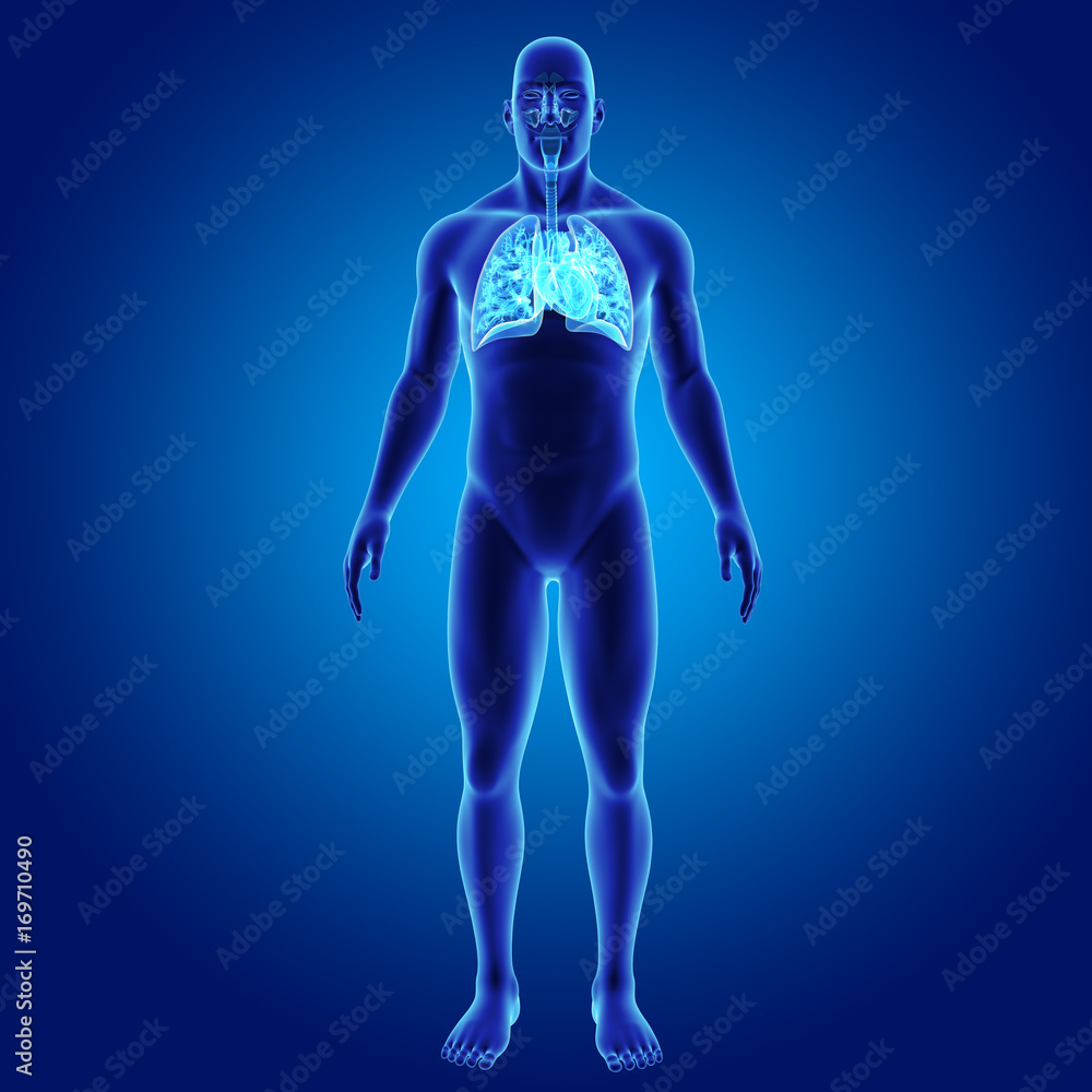 Lungs and Heart with body anterior view Lungs and Heart with body anterior view