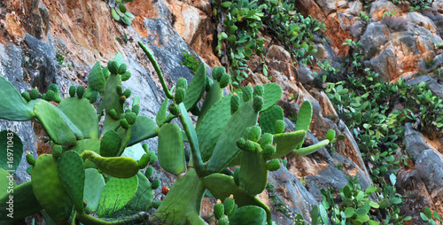 Closeup of cactus plants in mountains photo
