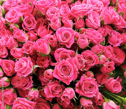 Bunch of bright romantic pink roses