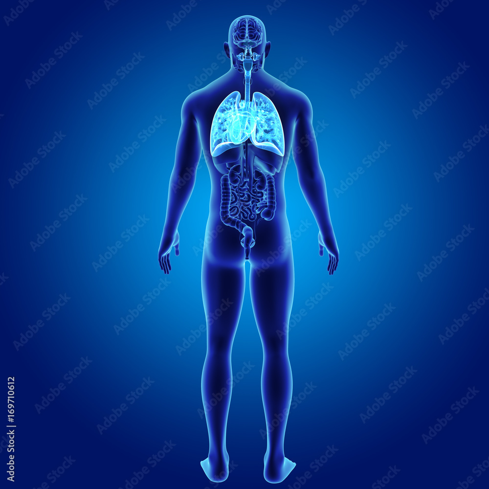 Lungs and Heart with organs posterior view Lungs and Heart with organs posterior view